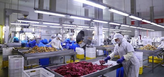 Framboesas Congeladas a Granel de Alta Qualidade Embalagem a Granel de Framboesas Congeladas Fruta 9