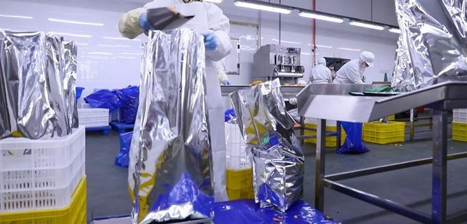 Framboesas Congeladas a Granel de Alta Qualidade Embalagem a Granel de Framboesas Congeladas Fruta 11