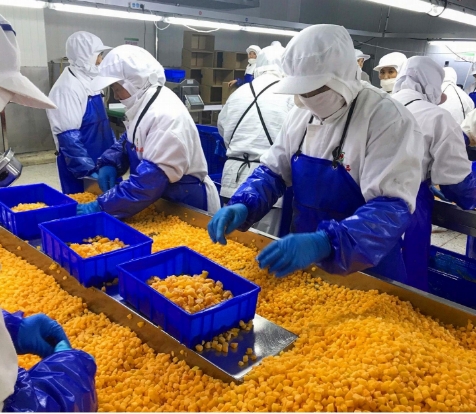 Sinocharm Produto 4-Estrelas BRC-A P&ecirc;ssego Amarelo Fresco 10x10mm Frutos congelados em cubos IQF P&ecirc;ssego Amarelo em cubos 3