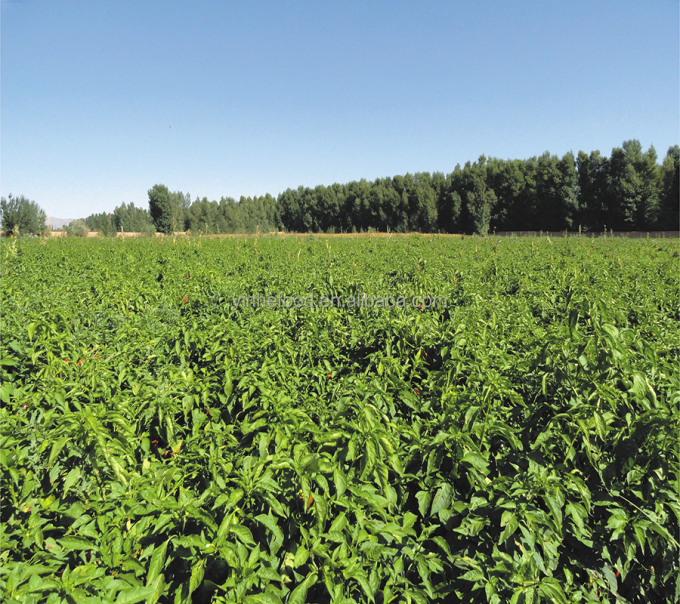 Sinocharm Produto 4-Estrelas BRC-A P&ecirc;ssego Amarelo Fresco 10x10mm Frutos congelados em cubos IQF P&ecirc;ssego Amarelo em cubos 4