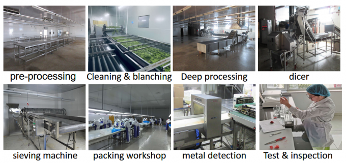 Fornecimento chin&ecirc;s Melhor qualidade Bom pre&ccedil;o Iqf Vegetais congelados Okra Gumbo inteiro 8