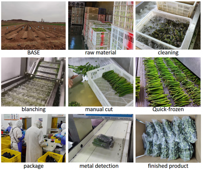 Espargos Lan&ccedil;as Espargos Espargos Vegetais congelados IQF Espargos verdes congelados Sementes de um grau em massa Embalagem Espargos Pre&ccedil;o 4