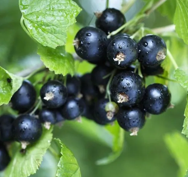 Deliciosas Frutas Congeladas 100% Groselha Negra para a Sua Identidade 0