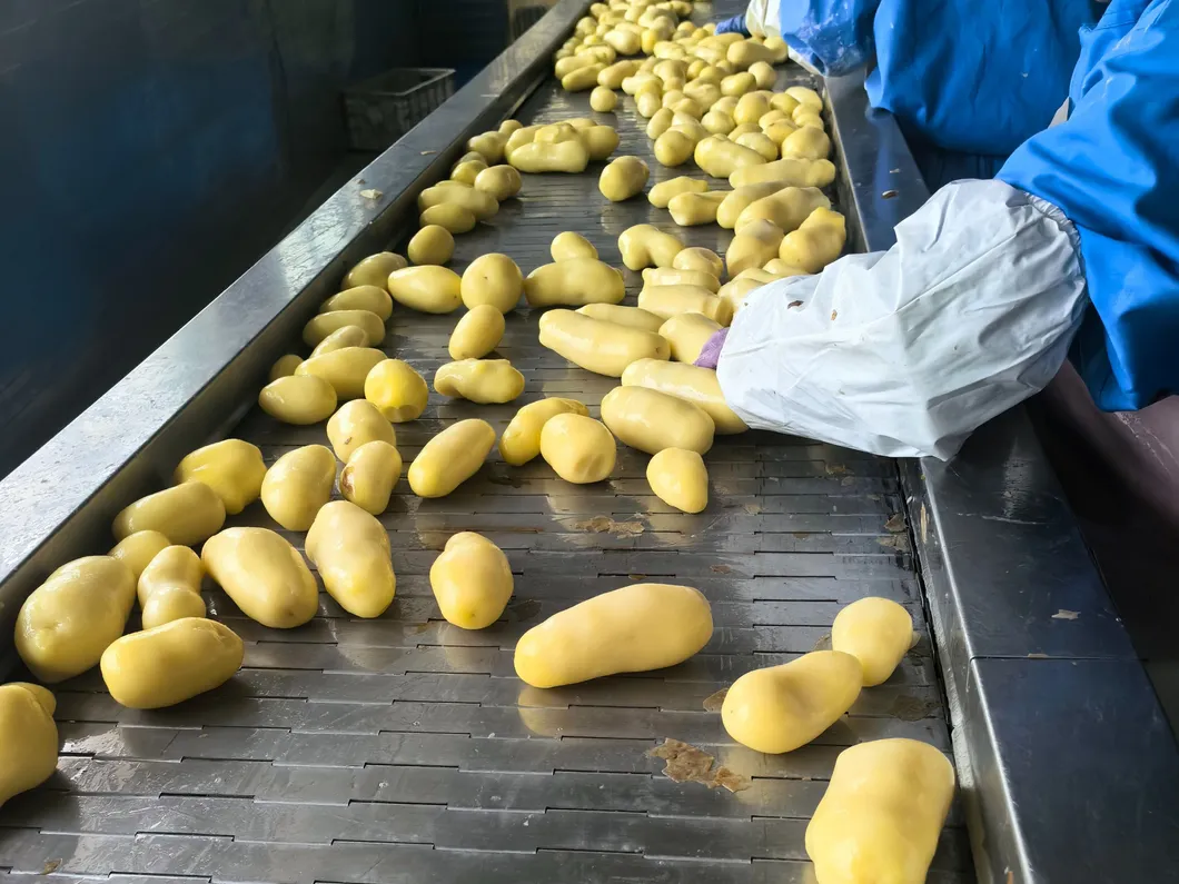 Carregamento e entrega atempada de batatas fritas congeladas 1