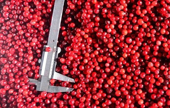 BRC, KOSHER, HALAL, IFS, BSCI IQF Mirtilo Vermelho Congelado Cranberry 100% Gel&eacute;ia de Frutas Naturais Embalagem a Granel com 2 Anos de Validade Balde 1