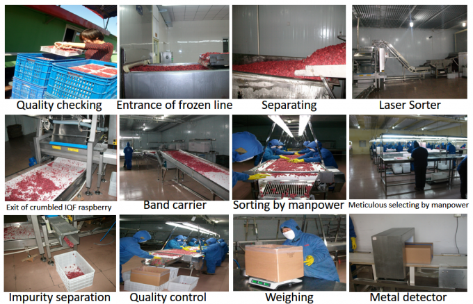 Pre&ccedil;o de F&aacute;brica do Fabricante IQF Alimentos Frescos de Alta Qualidade Framboesa Congelada S&eacute;rvia para Exporta&ccedil;&atilde;o 3