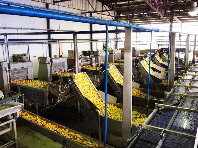 Venda por Atacado e Varejo de Metades de Damasco Congeladas IQF de Alta Qualidade a Pre&ccedil;o de F&aacute;brica Preserva&ccedil;&atilde;o em &Aacute;gua Embalagem a Granel 4