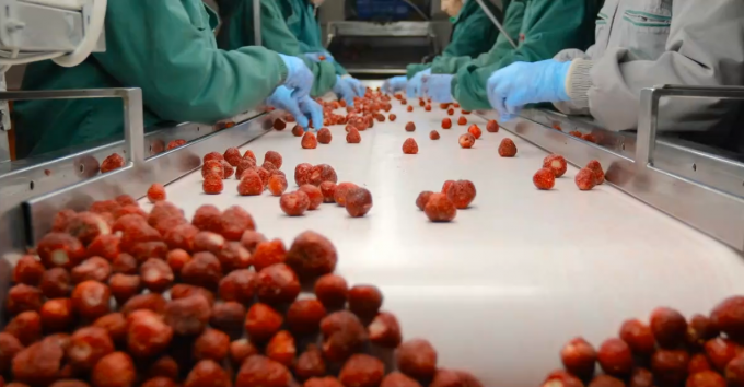 Venda por Atacado e Varejo de Metades de Damasco Congeladas IQF de Alta Qualidade a Pre&ccedil;o de F&aacute;brica Preserva&ccedil;&atilde;o em &Aacute;gua Embalagem a Granel 3