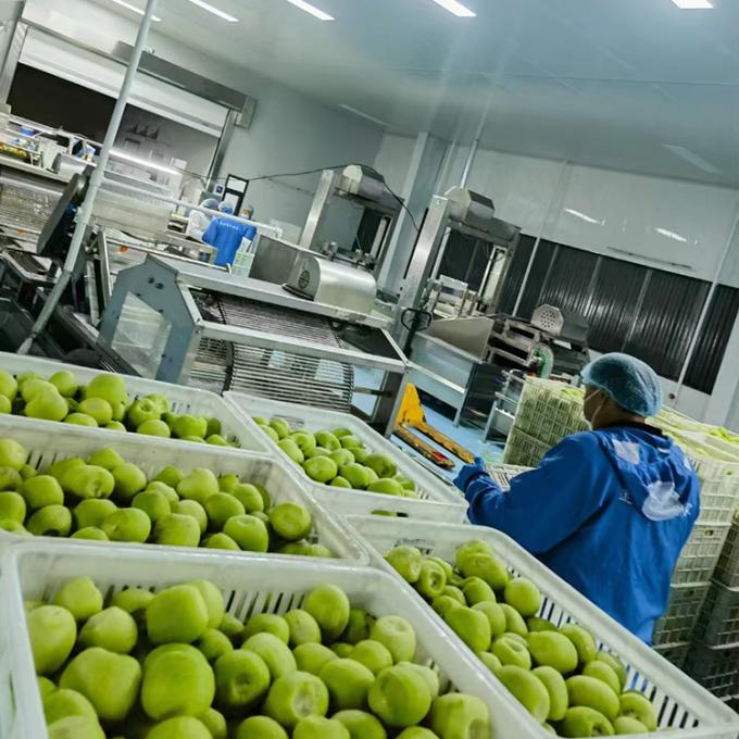 Kiwi Fruta Congelada Fruta Congelada Bola de Kiwi Qualidade Natural 4