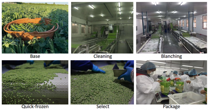 Fornecedor a retalho a granel IQF Ervilhas verdes congeladas 10 kg 400 g embaladas 3