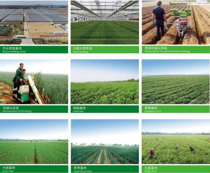 Fresco chin&ecirc;s 4P Alho branco puro Pre&ccedil;o barato Vegetais frescos para venda por atacado 0